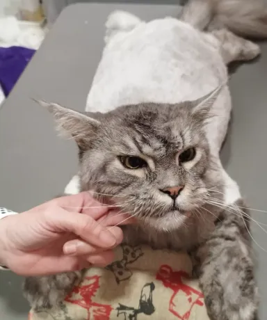 Primer plano de gato con el pelo recién rapado por el cuerpo
