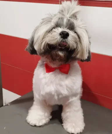 Primer plano de perro con el pelo recién cortado