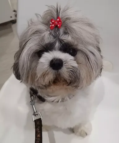 Primer plano de perro con el pelo recién cortado