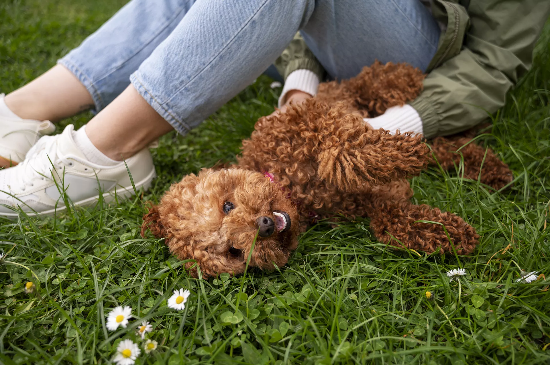 perro caniche jugando y acariciado por su dueña