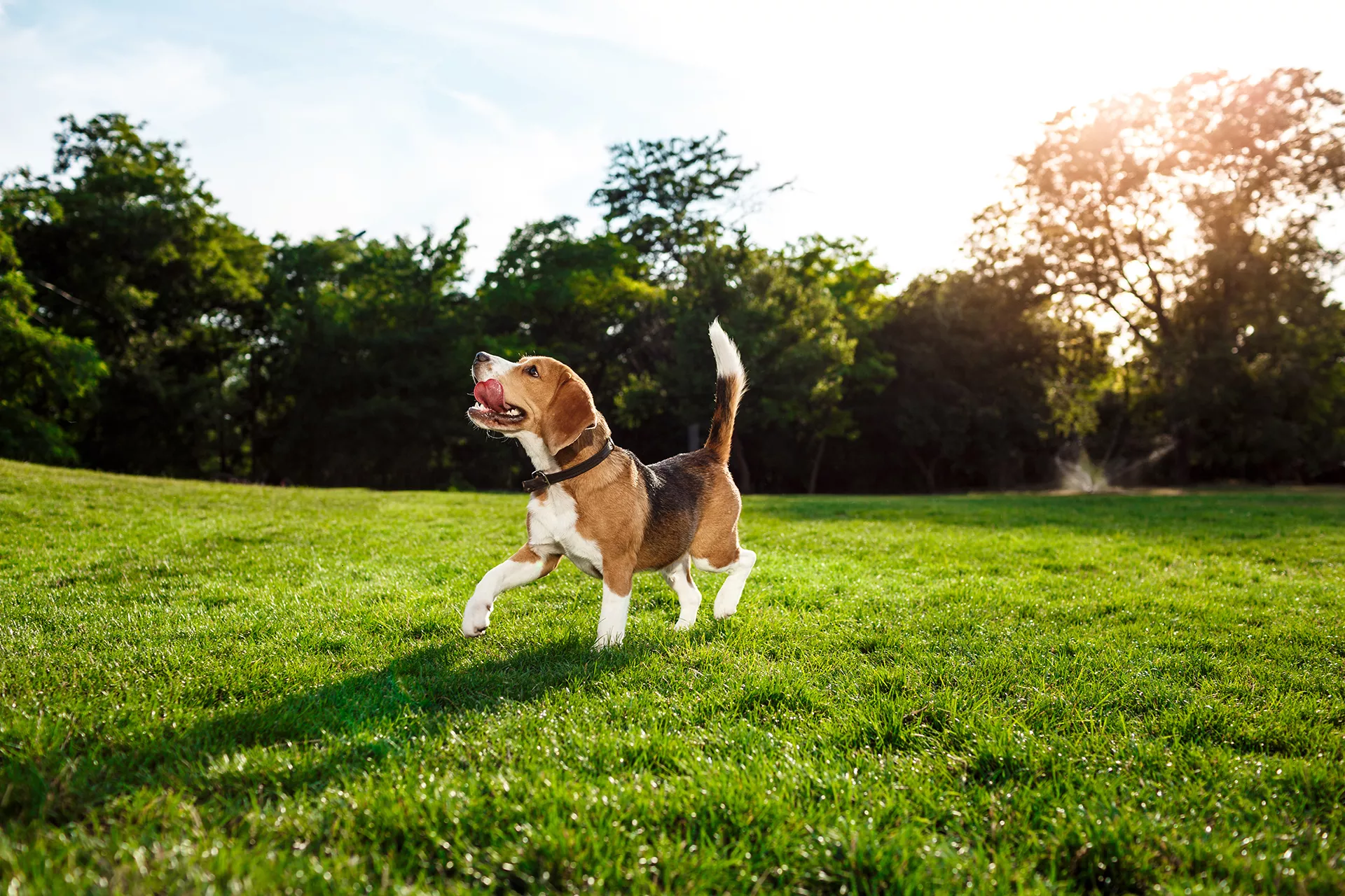 perro beagle caminando y jugando feliz en el parque