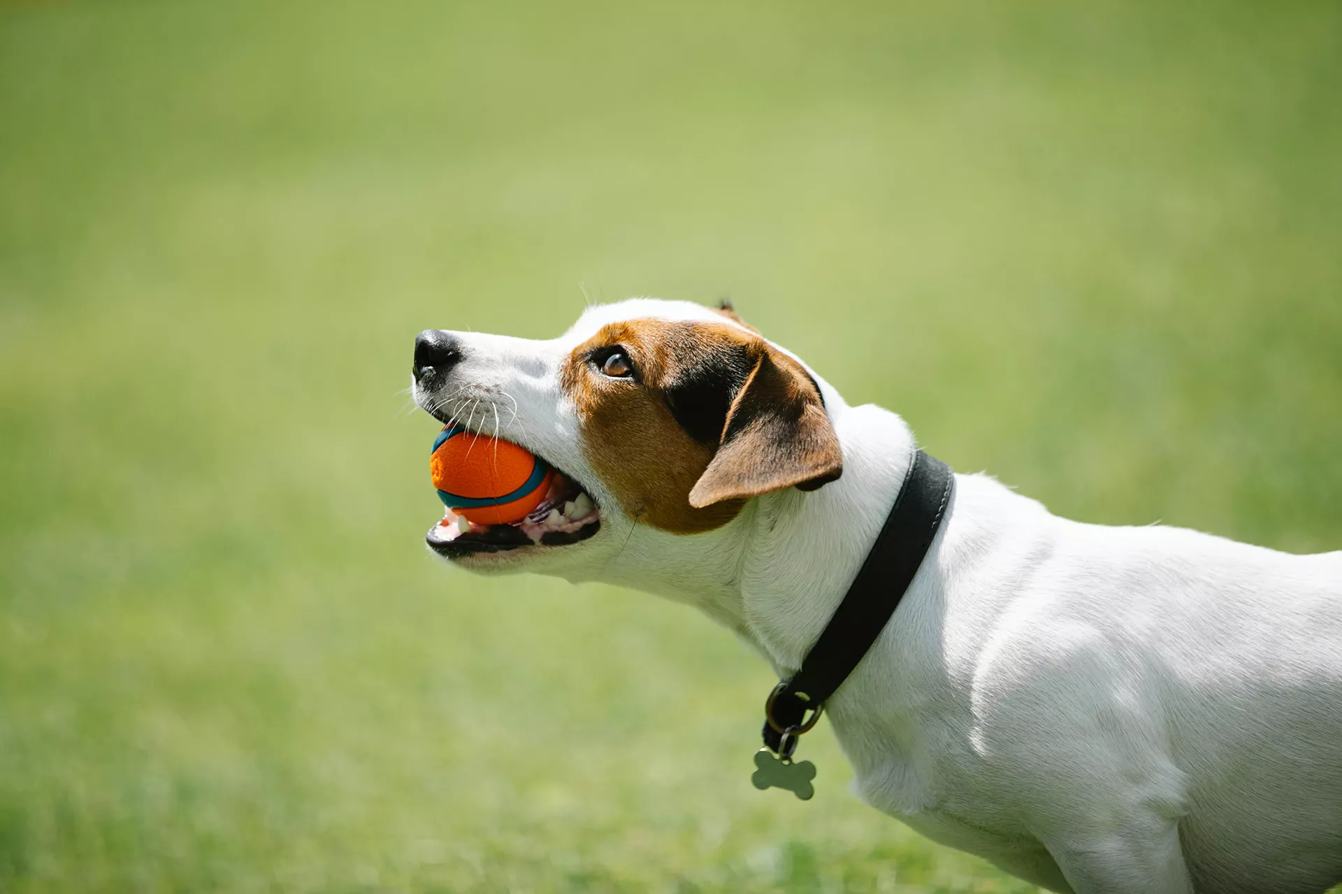 perrito jugando con pelota en la boca